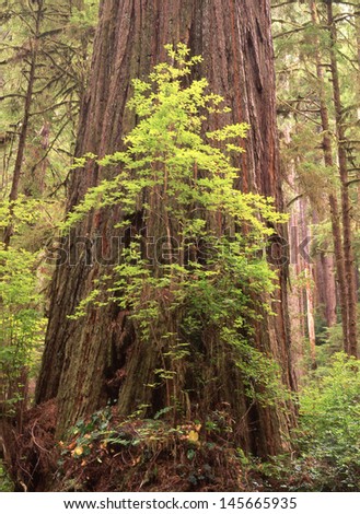 Red Wood Forest State Park, California/red wood trees/Trails and trees winding through some of America\'s largest trees growing on the California Coast line.