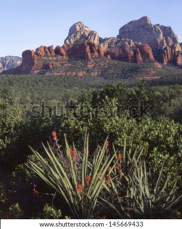 Sedona, Arizona, Red Rock Secret Mountain Wilderness Area./sedona/Yucca and Indian Paint Brush announce that it\'s summer in the red rock area of Sedona Arizona.