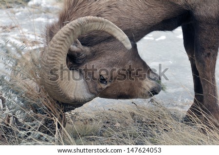 Big horn sheep of WY come down from the mountains for a warmer winter/ Bighorn Sheep/The rams have curl horns that are fully grown at about 7 or 8 years old. Ewes horns  are only half a curl.