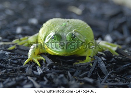 Green Toad, reptile/ toad/ Living in the earth until rain push them out into the open, toads can be very colorful, noisy  and fast to hop in and out of your sight.
