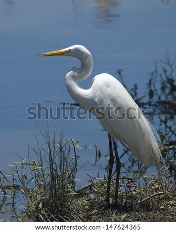 Great Egret has a wing span of fifty-one inches, is white in color and can be seen along all USA coast-lines./Great Egret/ This tall extremely slender, is second in size to the Blue Heron.