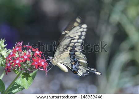 Swallowtail butterfly, has a very large area it calls home. They range from parts of Africa, europe, asia and in Arizona./Swallowtail/Fast in flight, these butterflies are seen in motion.