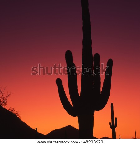 Saguaros, the worlds largest cactus, symbolical of the Southwest part of the US and northern Mexico./Saguaro/Here in the superstition wilderness area, the saguaro grows  in a hot,  mountainous region
