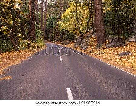 Yosemite National Park, CA in the season of fall with all its golden glow/Yosemite/Maples line the forest edge, welcoming visitors to one of the United States most popular parks.