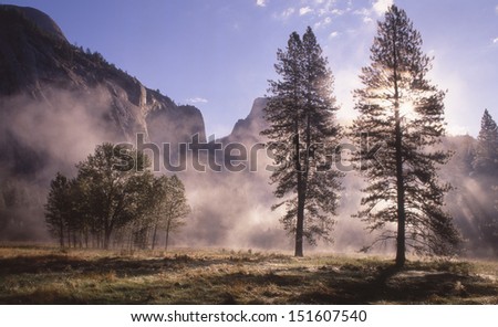 Yosemite National Park, CA in the season of fall with all its golden glow/Yosemite/Maples line the forest edge, welcoming visitors to one of the United States most popular parks.