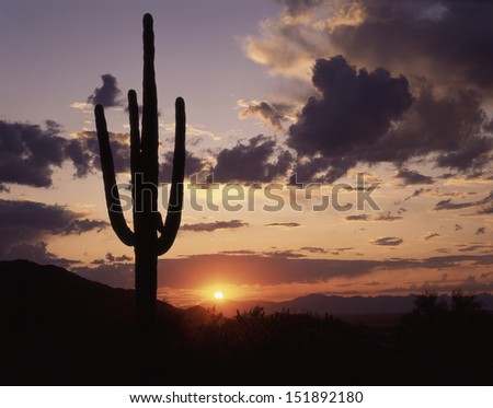 Saguaro Cactus, silhouetted against a colorful sunset or sunrise sky is a logo for America\'s southwest/Saguaro/The sky can be purple, gold, pink or blue with a saguaro silhouette it says Southwest.