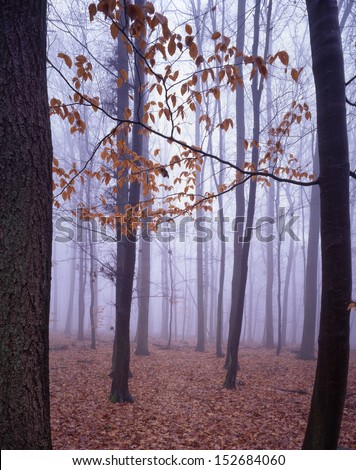 Winter forest in Weisbaden, Germany/Winter forest/There are a few hanger-on, leaves, in these cultivated forest of deciduous trees, that have been cared for by families for generations.
