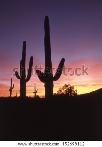 Silhouettes of saguaro in the western sky of pink, blue, purple and gold.silhouettes of saguaros/ Depending on how dirty the sky is will factor what color the sunrise or set  on the Arizona desert.