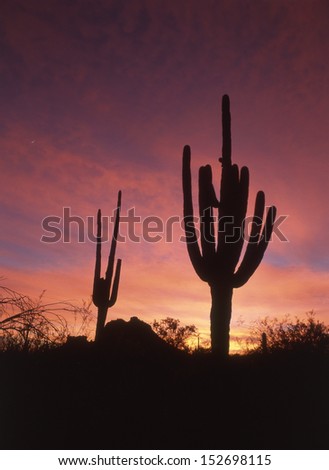 Silhouettes of saguaro in the western sky of pink, blue, purple and gold.silhouettes of saguaros/ Depending on how dirty the sky is will factor what color the sunrise or set  on the Arizona desert.