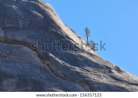 Yosemite National Park, CA Sierra Nevada Mountains on the east side./Yosemite/An amazing sight, a tree growing in solid rock on the edge of one of Sierra Nevada mountains.