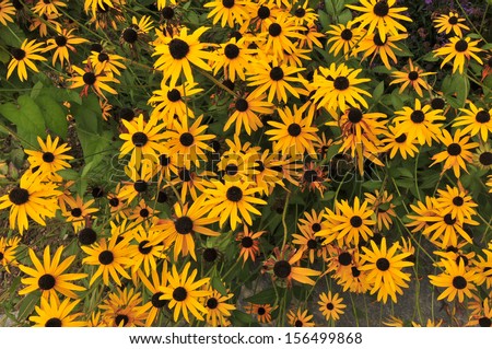 Wild flowers, alpine fall flowers,/daisy/The sun shine flower found at high mountain elevation, bringing hope and peacefulness for all.  One of natures natural beauty.