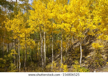 Fresh fall colors line the mountain sides starting at nine thousand feet and higher in late September./Aspen/Green and gold are the colors of fall in the Colorado Rocky Mountains, Sam Juan range.