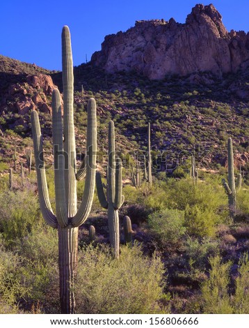 Saguaro cactus are the symbol of the southwest in the USA./Saguaros/ The saguaro lives on the desert 75 years before it develops an arm. That makes these saguaros over one hundred years old.
