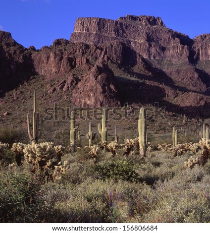 Saguaro cactus are the symbol of the southwest in the USA./Saguaros/ The saguaro lives on the desert 75 years before it develops an arm. That makes these saguaros over one hundred years old.