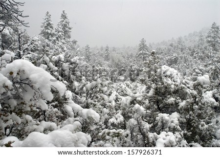 A winter wonder land in Tonto National Forest, AZ/ New fallen snow/The roads are closed along with schools so here is the opportunity to take a walk in the forest and enjoy the fresh snow.