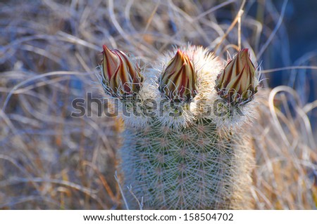 The southwest desert, this little fish hook cactus is getting ready to bloom./Cactus/ It might be one of those desert plants that bloom at night because it\'s cooler then.