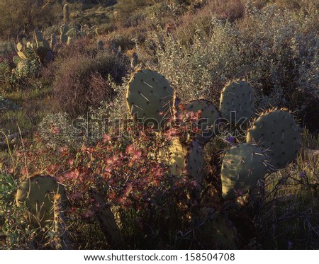 The southwest desert has a large variety of prickly pear plants./cactus/ This cactus, along with the fairy duster plant blooming says, its spring on the desert and the prickly pear will bloom later.