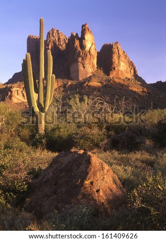 Saguaro cactus is the largest cactus in the world found in Arizona and Northern Mexico deserts./Saguaro/ It takes seventy-five years for a saguaro to grow an arm.  These saguaros are over one-hundred.