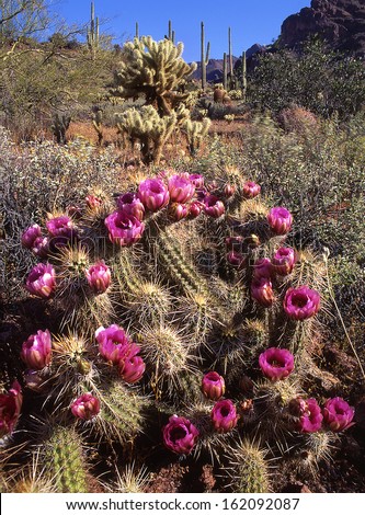 Hedgehog cactus blooms is the sure sign that spring is on the desert./ hedgehog/ In the Superstition wilderness of Arizona the hedgehog is the first blooming cactus with its bright pink blooms.