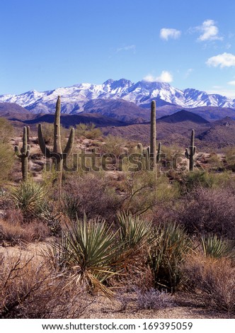Saguaro cactus, the largest in the world, grows on the southwest desert of Arizona, northern Mexico and eastern California/saguaro/These giants can grow to fifty feet high and can have fifty arms.