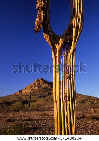 Saguaro ribs, standing against a clear blue sky in a pristine wilderness./Saguaro /The skeleton of a saguaro is a work of art in and of itself.  Baked golden in the sun, is this sculpture of nature.