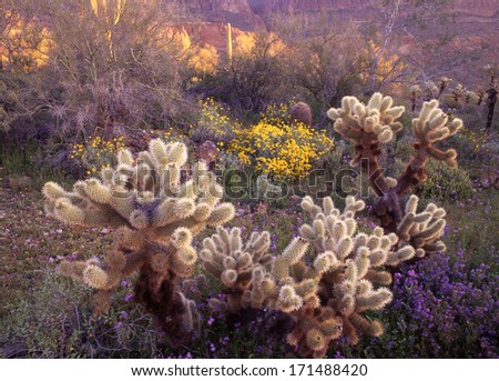 Spring time on the desert brings out first the wild flowers, followed by the cactus blooms./ desert/Teddy bear cholla, one of the most dangerous plants on the desert is surrounded by spring plants.