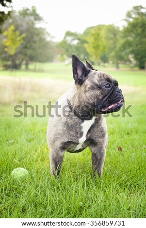 French bulldog puppy looking up