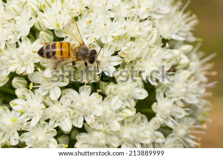 Bee on flower of onion, macro
