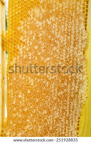 Frame hive with honey
