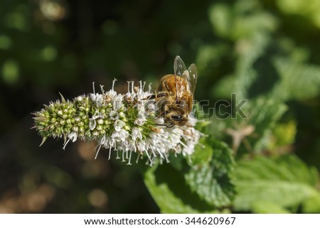 Bee on a mint flowers