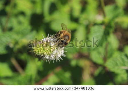 Bee on a mint flowers