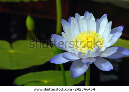 A lotus is blooming in a lotus and water lily garden in Rajamangala University of Technology Thunyaburi located in Pathumthani province,Thailand.