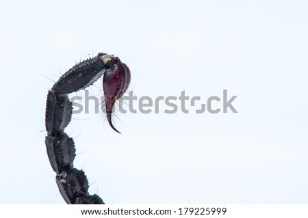 Asian Forest Scorpion\'s Barb - Heterometrus spinifer