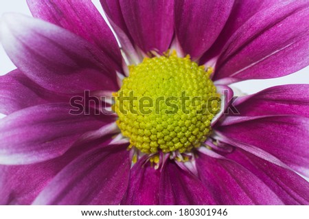 Purple flower Macro / White Background / Table top flower / Decorative flower