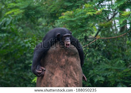 Chimpanzee in the zoo