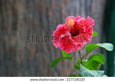 The Hibiscus Flower / Red Hibiscus / Purple Hibiscus / Malaysia National Flower Hibiscus