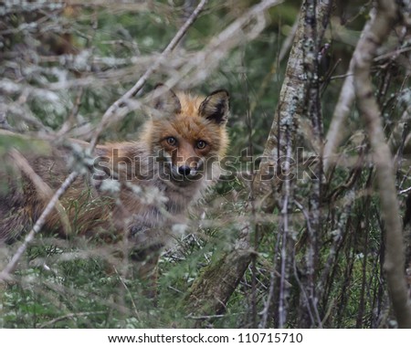 the fox hidden behind the trees