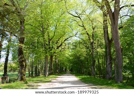 trees path