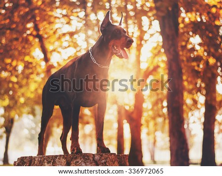 Doberman pinscher dog in vintage sunny scene