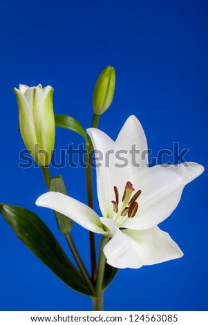 White Lily Flowers with Lily Bud on Blue Background