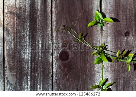 Green Sprig on Wood Fence Plank with Knots