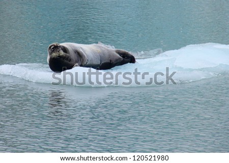 Beautiful arctic image - Sea lion lying on the flake of ice (view from cruise boat), Istfjorden, Spitsbergen archipelago (Svalbard Island), Norway, Greenland Sea