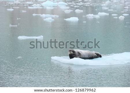 Beautiful arctic image in grey and blue tones - Sea lion lying on the flake of ice in calm water surface of Istfjorden, Spitsbergen (Svalbard island), Norway, Northern Europe, Greenland Sea