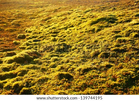 Plant background - view of field covered with green and yellow moss at sunny day with tilt shift effect, Spitsbergen (Svalbard island), Norway