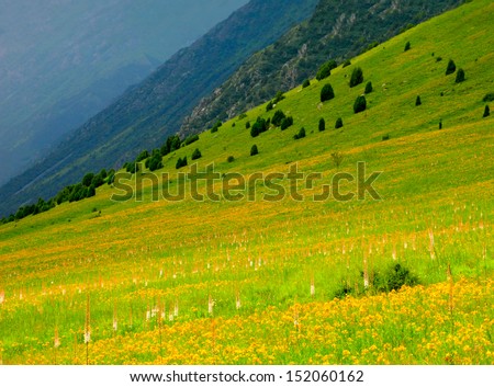 Incredible scenic view of high mountain flower field in Ala-Archa nature park, Tien Shan range, Kyrgyzstan, Central Asia
