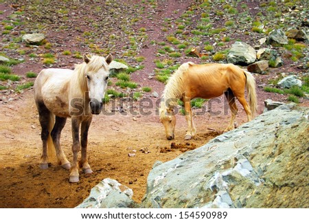 Beautiful scenic view with two beautiful domestic horses (white and yellow) free ranging on high mountain Himalaya plateau in Leh district, Ladakh, Jammu & Kashmir, Northern India, Central Asia