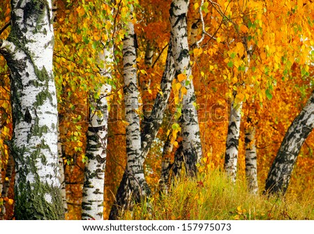 Beautiful Nature Landscape - White Birch Trunks And Branches Full Of Colorful Yellow And Green Leaves In Autumn Forest Of Moscow Region, Russia