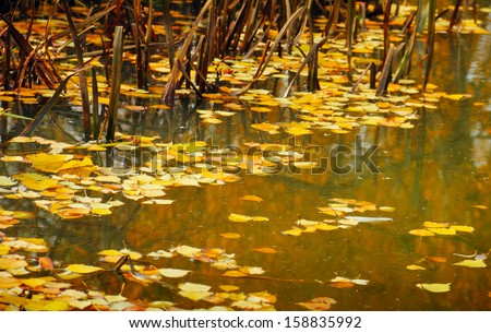 Beautiful autumn nature background in yellow, brown and green tones - calm water surface of a forest lake covered with fallen leaves and dry grass