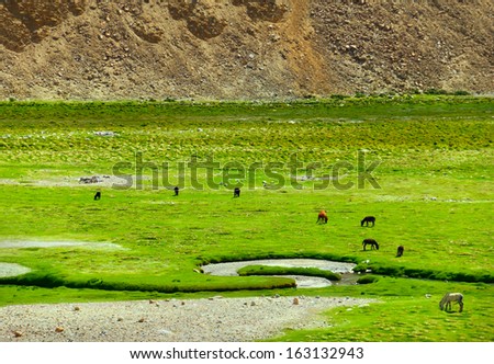 Beautiful scenic view with Herd of Donkey free ranging at bright green field against background of rugged mountain, Zanskar Valley, Ladakh, Himalaya, Jammu & Kashmir, Northern India, Central Asia