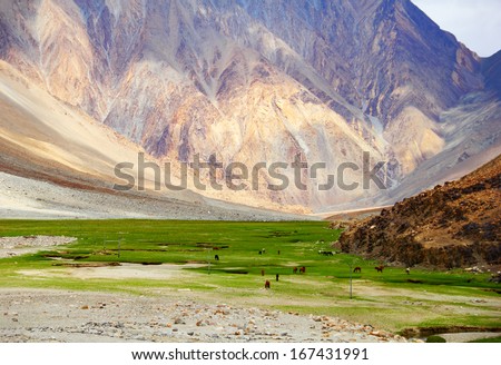 Beautiful serene view with Herd of horses free ranging at green field against the background of distant colorful mountain range in Leh district, Ladakh, Himalaya, Jammu & Kashmir, Northern India